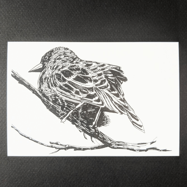 Oiseau 
