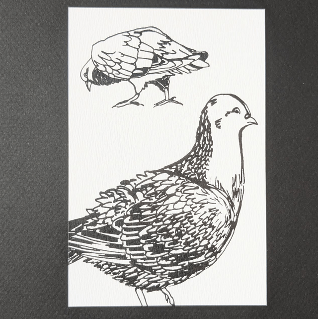 Pigeons
