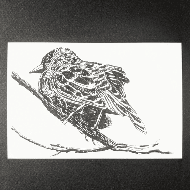 Oiseau 