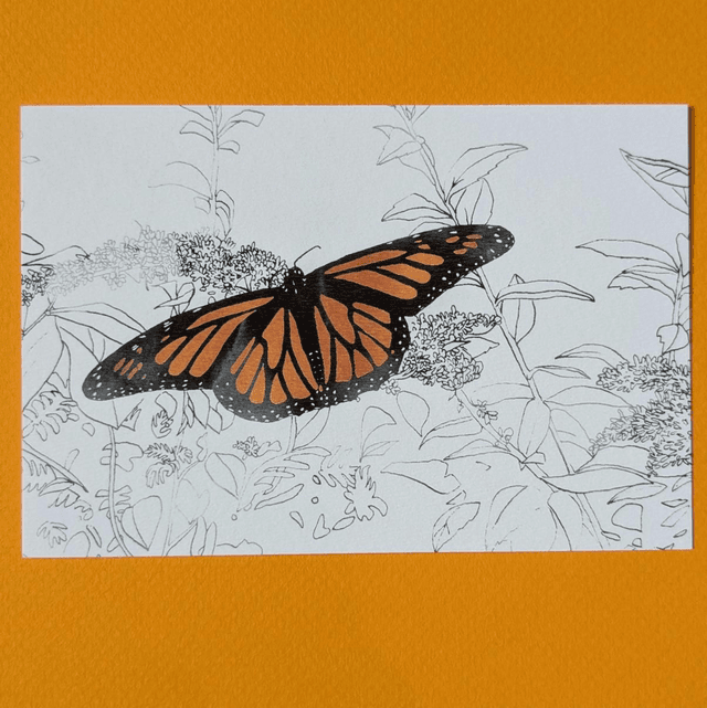 Papillon 