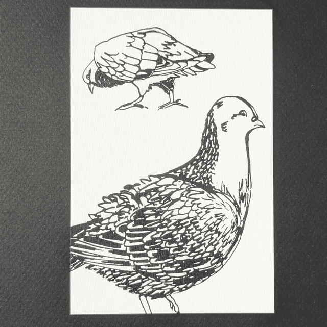 Pigeons